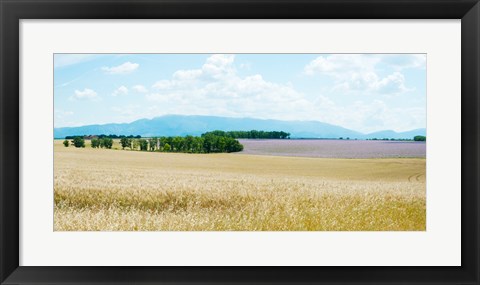 Framed Wheat field near D8, Plateau de Valensole, Alpes-de-Haute-Provence, Provence-Alpes-Cote d&#39;Azur, France Print