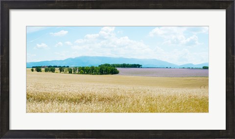 Framed Wheat field near D8, Plateau de Valensole, Alpes-de-Haute-Provence, Provence-Alpes-Cote d&#39;Azur, France Print