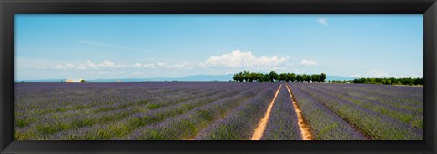 Framed Lavender fields, Route de Digne, Plateau de Valensole, Alpes-de-Haute-Provence, Provence-Alpes-Cote d&#39;Azur, France Print