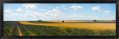 Framed Lavender and wheat fields, Plateau de Valensole, Alpes-de-Haute-Provence, Provence-Alpes-Cote d&#39;Azur, France Print