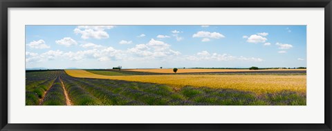 Framed Lavender and wheat fields, Plateau de Valensole, Alpes-de-Haute-Provence, Provence-Alpes-Cote d&#39;Azur, France Print