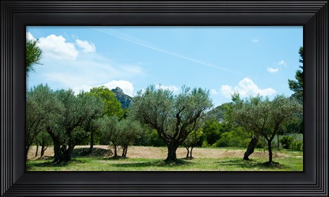 Framed Olive trees in front of the ancient Monastere Saint-Paul-De-Mausole, St.-Remy-De-Provence, Provence-Alpes-Cote d&#39;Azur, France Print
