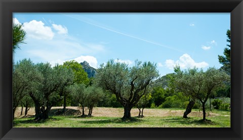 Framed Olive trees in front of the ancient Monastere Saint-Paul-De-Mausole, St.-Remy-De-Provence, Provence-Alpes-Cote d&#39;Azur, France Print