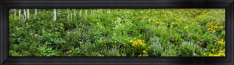 Framed AspenTrees and Wildflowers, Colorado Print
