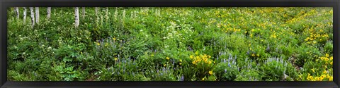 Framed AspenTrees and Wildflowers, Colorado Print