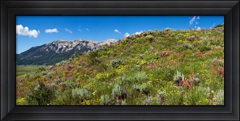 Framed Flowers and whetstone on hillside, Mt Vista, Colorado, USA Print