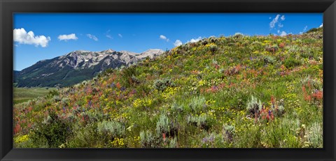 Framed Flowers and whetstone on hillside, Mt Vista, Colorado, USA Print