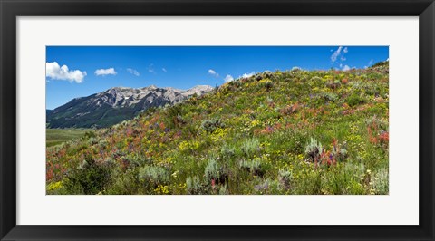 Framed Flowers and whetstone on hillside, Mt Vista, Colorado, USA Print