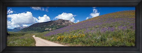 Framed Brush Creek Road and hillside of sunflowers and purple larkspur flowers, Colorado, USA Print