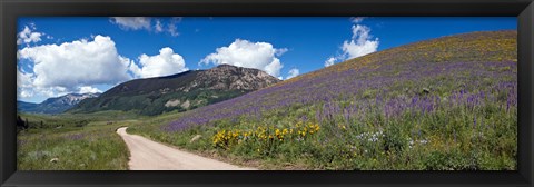 Framed Brush Creek Road and hillside of sunflowers and purple larkspur flowers, Colorado, USA Print
