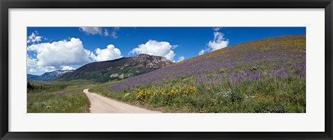 Framed Brush Creek Road and hillside of sunflowers and purple larkspur flowers, Colorado, USA Print