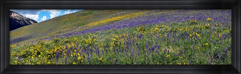 Framed Hillside with yellow sunflowers and purple larkspur, Crested Butte, Gunnison County, Colorado, USA Print