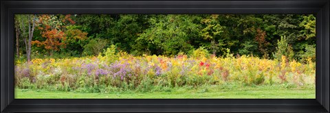 Framed Colorful meadow with wild flowers during autumn, Ontario, Canada Print