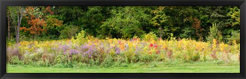 Framed Colorful meadow with wild flowers during autumn, Ontario, Canada Print