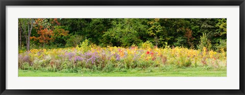 Framed Colorful meadow with wild flowers during autumn, Ontario, Canada Print