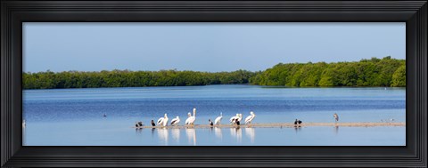 Framed White pelicans on Sanibel Island, Florida, USA Print