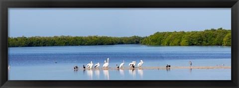 Framed White pelicans on Sanibel Island, Florida, USA Print