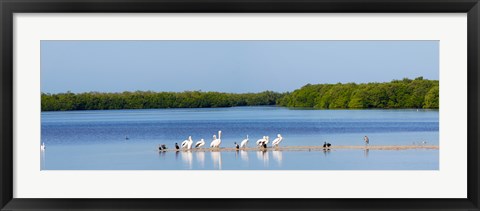 Framed White pelicans on Sanibel Island, Florida, USA Print