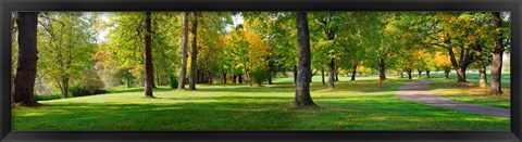 Framed Trees in autumn, Blue Lake Park, Portland, Multnomah County, Oregon, USA Print