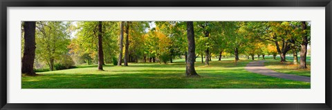 Framed Trees in autumn, Blue Lake Park, Portland, Multnomah County, Oregon, USA Print