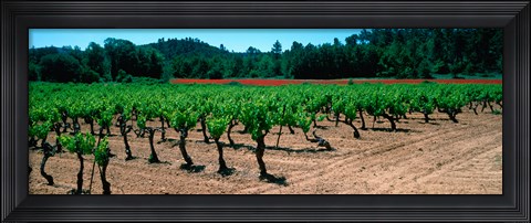 Framed Vineyards and red poppies in summer morning light, Provence-Alpes-Cote d&#39;Azur, France Print