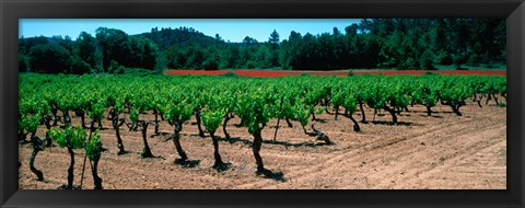 Framed Vineyards and red poppies in summer morning light, Provence-Alpes-Cote d&#39;Azur, France Print