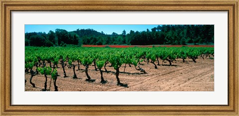 Framed Vineyards and red poppies in summer morning light, Provence-Alpes-Cote d&#39;Azur, France Print