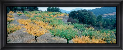 Framed Cherry trees in an orchard, Provence-Alpes-Cote d&#39;Azur, France Print