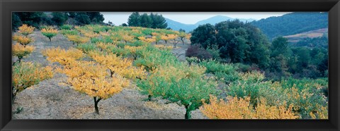 Framed Cherry trees in an orchard, Provence-Alpes-Cote d&#39;Azur, France Print