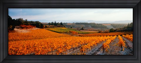 Framed Vineyards in the late afternoon autumn light, Provence-Alpes-Cote d&#39;Azur, France Print