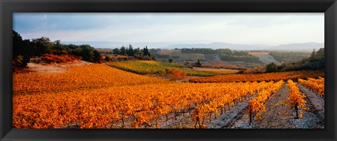 Framed Vineyards in the late afternoon autumn light, Provence-Alpes-Cote d&#39;Azur, France Print