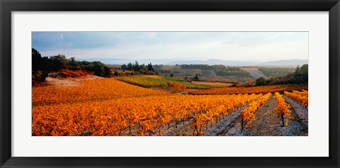 Framed Vineyards in the late afternoon autumn light, Provence-Alpes-Cote d&#39;Azur, France Print