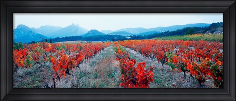 Framed Vineyards in autumn, Provence-Alpes-Cote d&#39;Azur, France Print