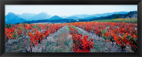 Framed Vineyards in autumn, Provence-Alpes-Cote d&#39;Azur, France Print