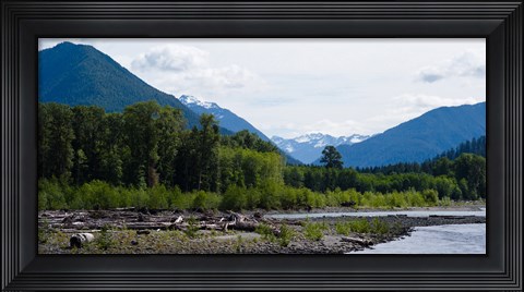 Framed Trees in front of mountains in Quinault Rainforest, Olympic National Park, Washington State, USA Print