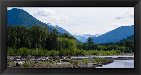 Framed Trees in front of mountains in Quinault Rainforest, Olympic National Park, Washington State, USA Print