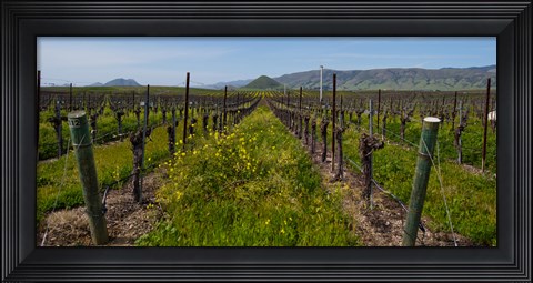 Framed Mustard plants growing in a vineyard, Edna Valley, San Luis Obispo County, California, USA Print