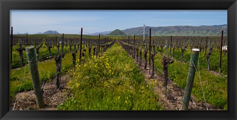 Framed Mustard plants growing in a vineyard, Edna Valley, San Luis Obispo County, California, USA Print