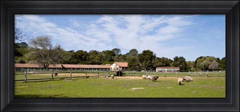 Framed Flock of sheep grazing in a farm, Mission La Purisima Concepcion, Santa Barbara County, California, USA Print