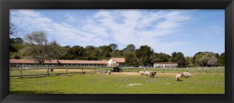 Framed Flock of sheep grazing in a farm, Mission La Purisima Concepcion, Santa Barbara County, California, USA Print