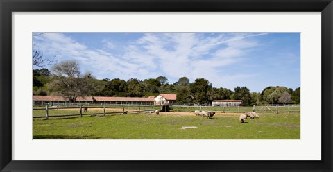 Framed Flock of sheep grazing in a farm, Mission La Purisima Concepcion, Santa Barbara County, California, USA Print