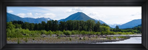 Framed Quinault Rainforest, Olympic National Park, Olympic Peninsula, Washington State Print