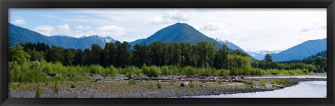 Framed Quinault Rainforest, Olympic National Park, Olympic Peninsula, Washington State Print