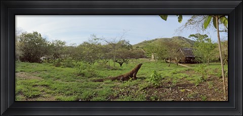 Framed Komodo Dragon (Varanus komodoensis) in a field, Rinca Island, Indonesia Print