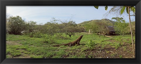 Framed Komodo Dragon (Varanus komodoensis) in a field, Rinca Island, Indonesia Print