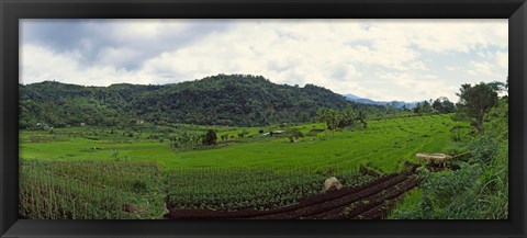 Framed Terraced rice field, Indonesia Print