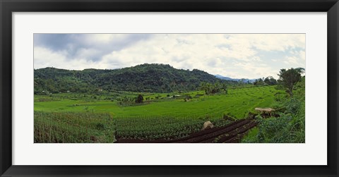 Framed Terraced rice field, Indonesia Print