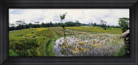 Framed Farmers working in a rice field, Bali, Indonesia Print