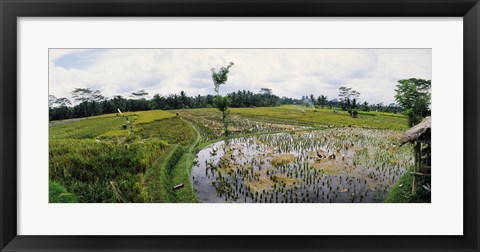 Framed Farmers working in a rice field, Bali, Indonesia Print