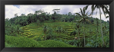 Framed Terraced rice field, Bali, Indonesia Print